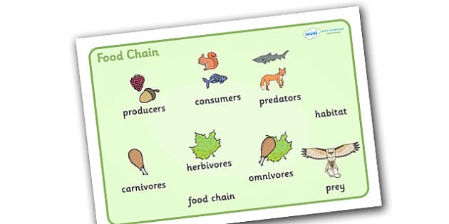 Food Chain Word Mat (with Images) - food, chain, food chain