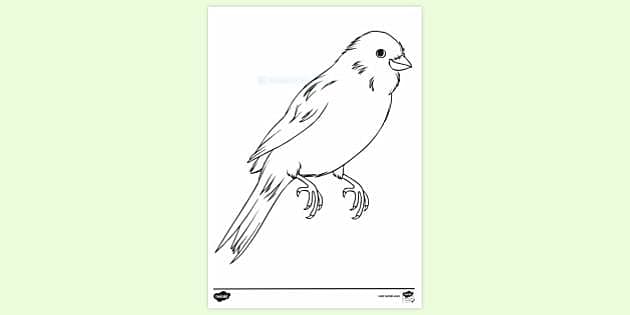 Birds of Prey - Twinkl Homework Help - Twinkl