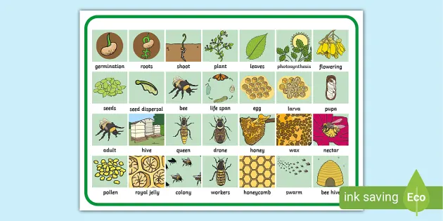 Duck Life Cycle Word Mat (teacher made) - Twinkl