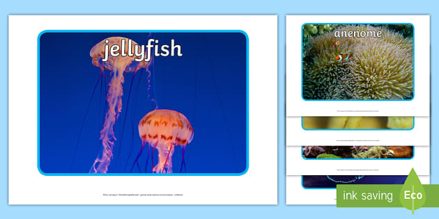 Great Barrier Reef Display Photos