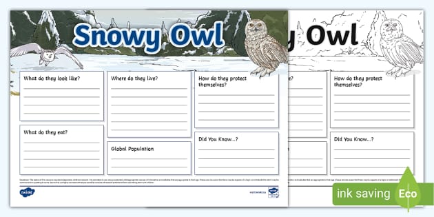 Snowy Owl Fact File Template (teacher made) - Twinkl