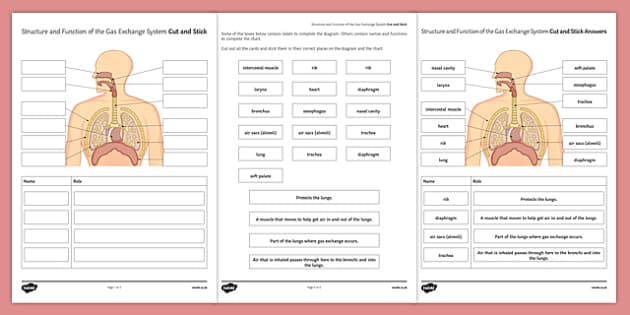 Structure and Function of the Gas Exchange System Cut and Stick Worksheet