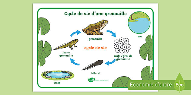 Ensemble de mots Le cycle de vie d une grenouille Twinkl