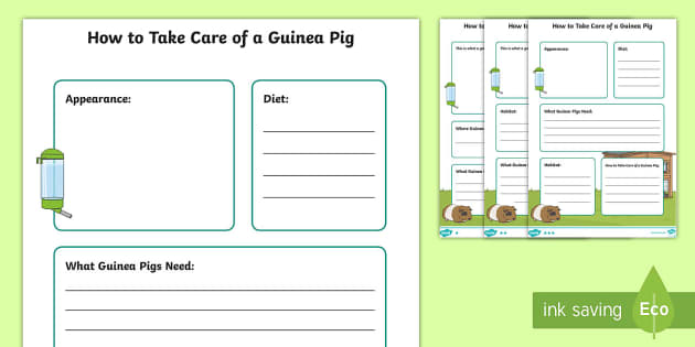 How to Take Care of a Guinea Pig Fact File