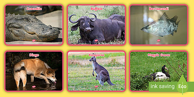 Animals of the Northern Territory Photo Pack (teacher made)