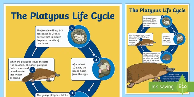Life Cycle Of A Platypus Display Poster Twinkl