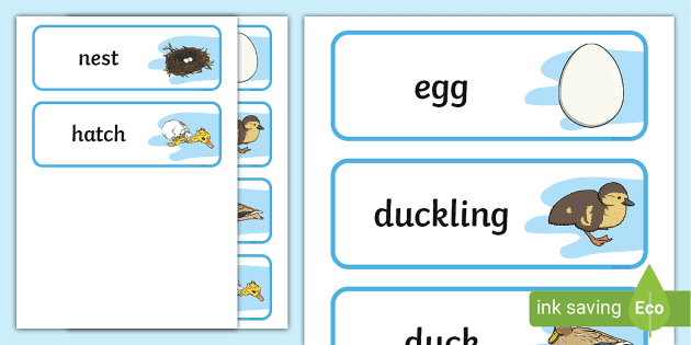 Duck Life Cycle Sequence Cards by Teach Simple