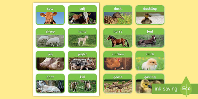 My First Bumper Pack Animals Flash cards FUN Learning ~ Babies & Toddlers