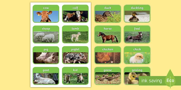 Animals and their Babies Names with Pictures (teacher made)