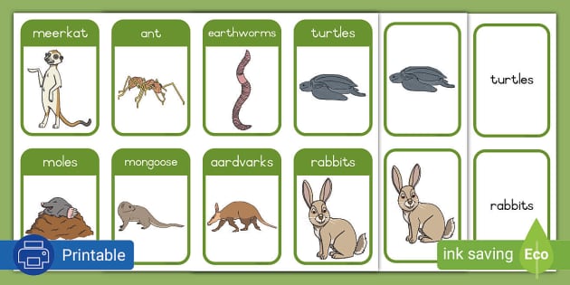 Animals That Live in Soil - Word Cards - Twinkl