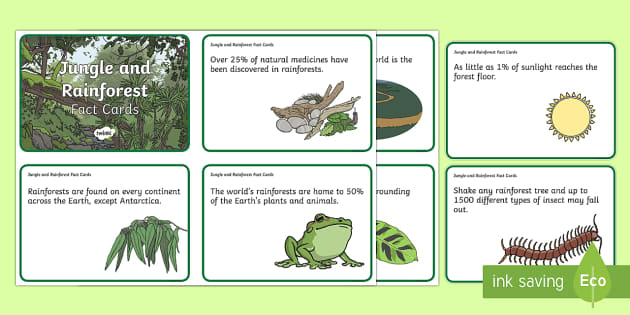 Interesting Facts About The Rainforest - Fact Cards - Twinkl