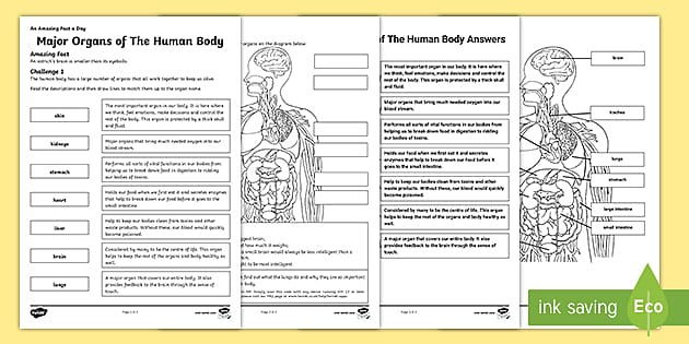 ks2 main organs of the human body worksheet with ar