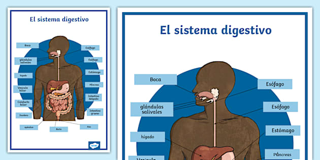 diagrama de sistemas de órganos humanos