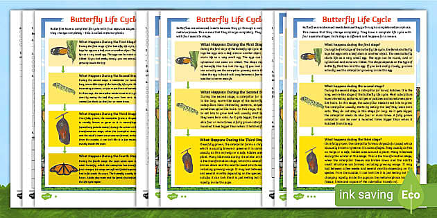 Butterflies – Butterfly Facts for Kids – Twinkl USA