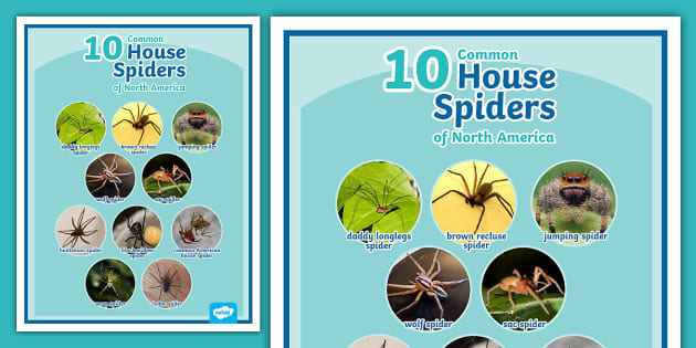 Spiders of North America