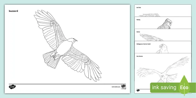 Osprey Coloring Book Page, Nature Coloring Book Page, Birds, Bird