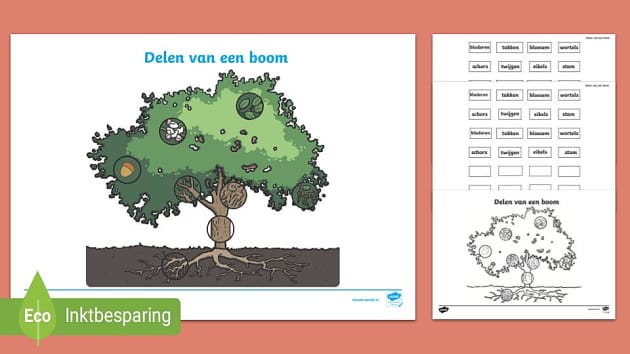 Delen van een Boom Knippen en Plakken (Hecho por educadores)