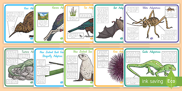 New Zealand Animal Adaptation Display Posters (teacher made)
