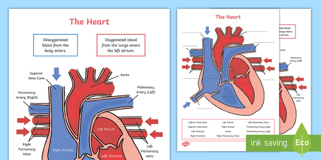 Heart Diagram Labelling Activity