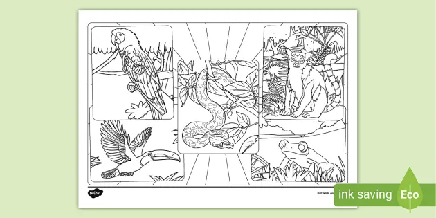 Rainforest Animal Montage Colouring Page (teacher made)