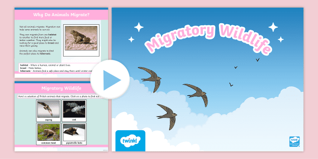 KS1 Migratory Wildlife PowerPoint (teacher made) - Twinkl