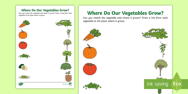Where Do Our Vegetables Grow? Worksheet - Twinkl