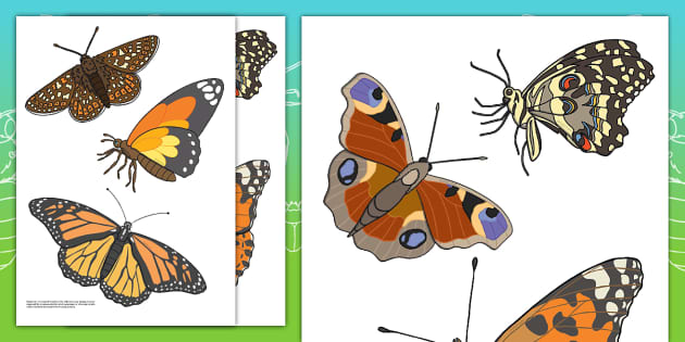 Colorful Butterfly Cut-Outs (Teacher-Made) - Twinkl