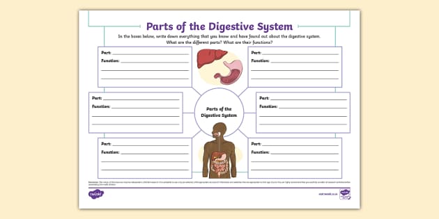 Parts of the Digestive System Mind Map - Twinkl