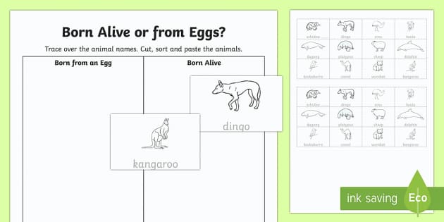 Animals That Lay Eggs/Animals From Eggs Worksheet - Science