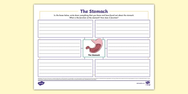 The Stomach Mind Map (teacher made) - Twinkl