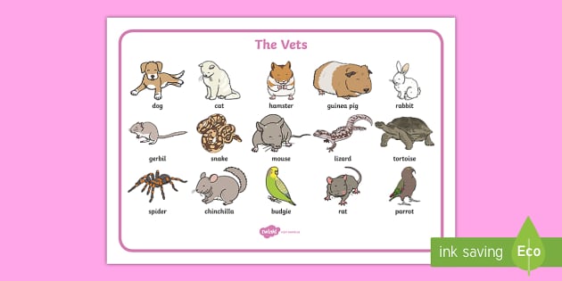 The Vets Animals Aistear Word Mat Teacher Made Twinkl