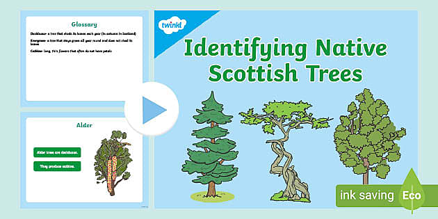 Identifying Native Scottish Trees PowerPoint (teacher made)