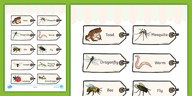 Minibeasts Investigation Lab Species Tags (teacher made)