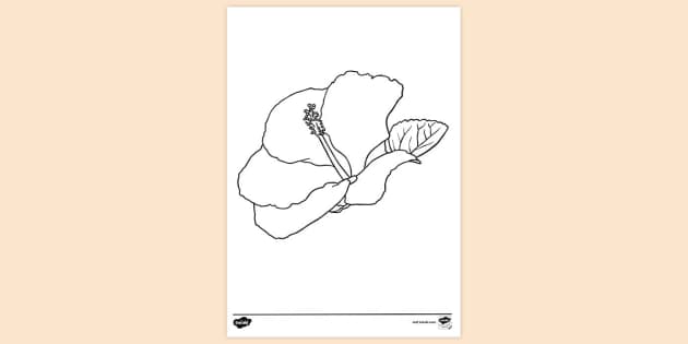 Hand Drawn Hibiscus Flower And Leaves Drawing Illustration Stock  Illustration - Download Image Now - iStock