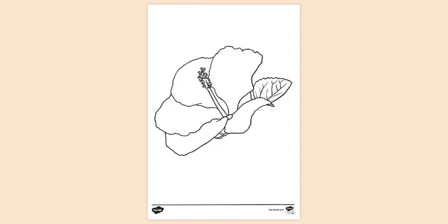 Free Printable Hibiscus Flower Colouring Page Colouring Sheets