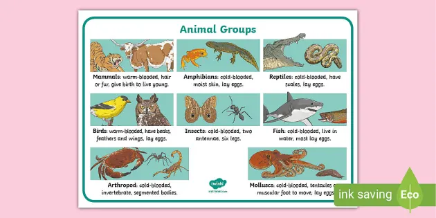 Warm and Cold Blooded Animal Activities - Printable Mat
