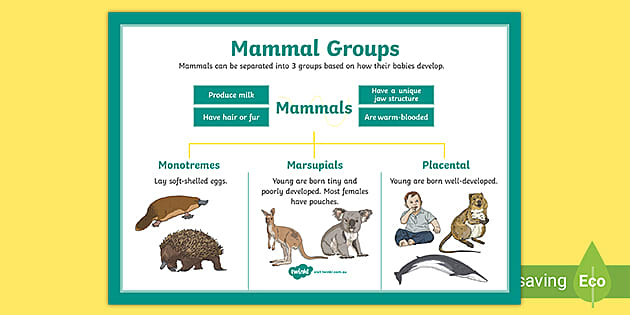 Mammal Groups Display Poster (teacher made) - Twinkl