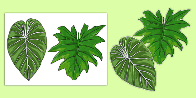 Rainforest Leaves Display Cut Outs - rainforest, leaves