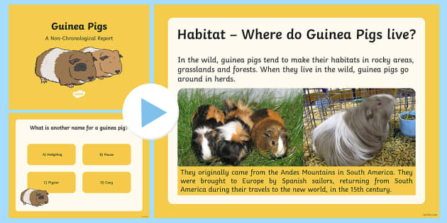 Information Report on Guinea Pigs PowerPoint teacher made