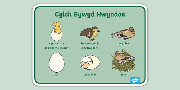 Mat Geirfa Cylch Bywyd Hwyaden (teacher made) - Twinkl