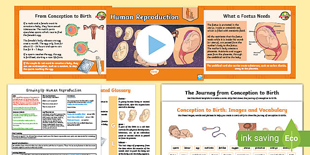 reproduction in humans for kids