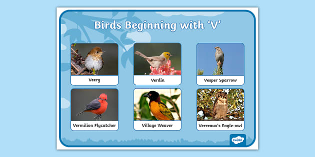 Birds That Start with the Letter 'V' Word Mat (teacher made)