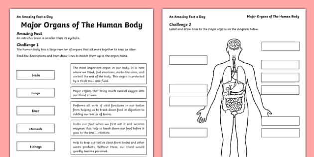 Major Organs of the Human Body Worksheet / Worksheet ...