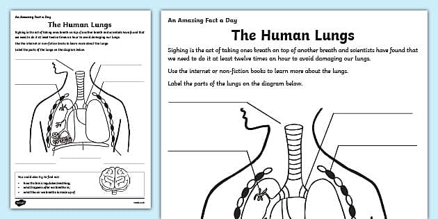 The Human Lungs KS2 Worksheet Primary Resource Twinkl
