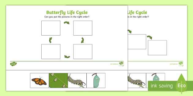 Minibeasts Life Cycle of a Butterfly Worksheets - Twinkl