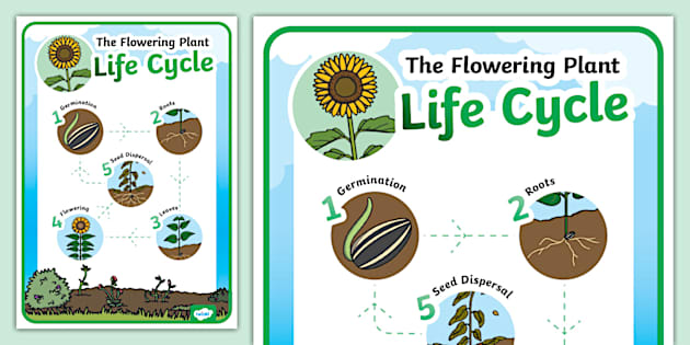 Sunflower Life Cycle Display Poster (teacher made) - Twinkl