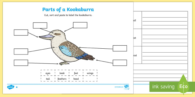 Parts of a Kookaburra Worksheet / Worksheets - Twinkl