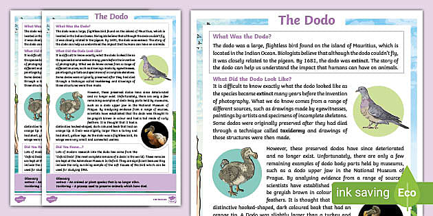 KS2 Dodo Fact File - Learn about how the dodo became extinct
