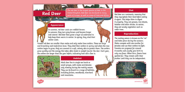 KS2 Red Deer Fact File teacher made Twinkl