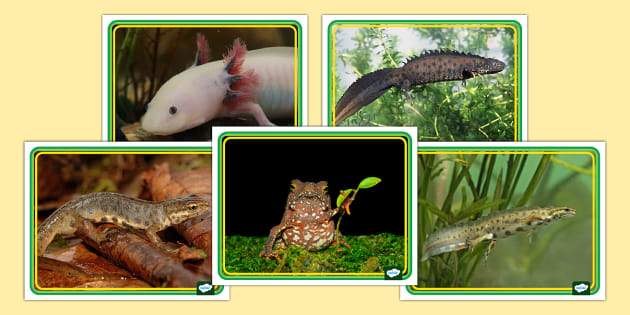 Amphibian Photos (teacher made) Twinkl